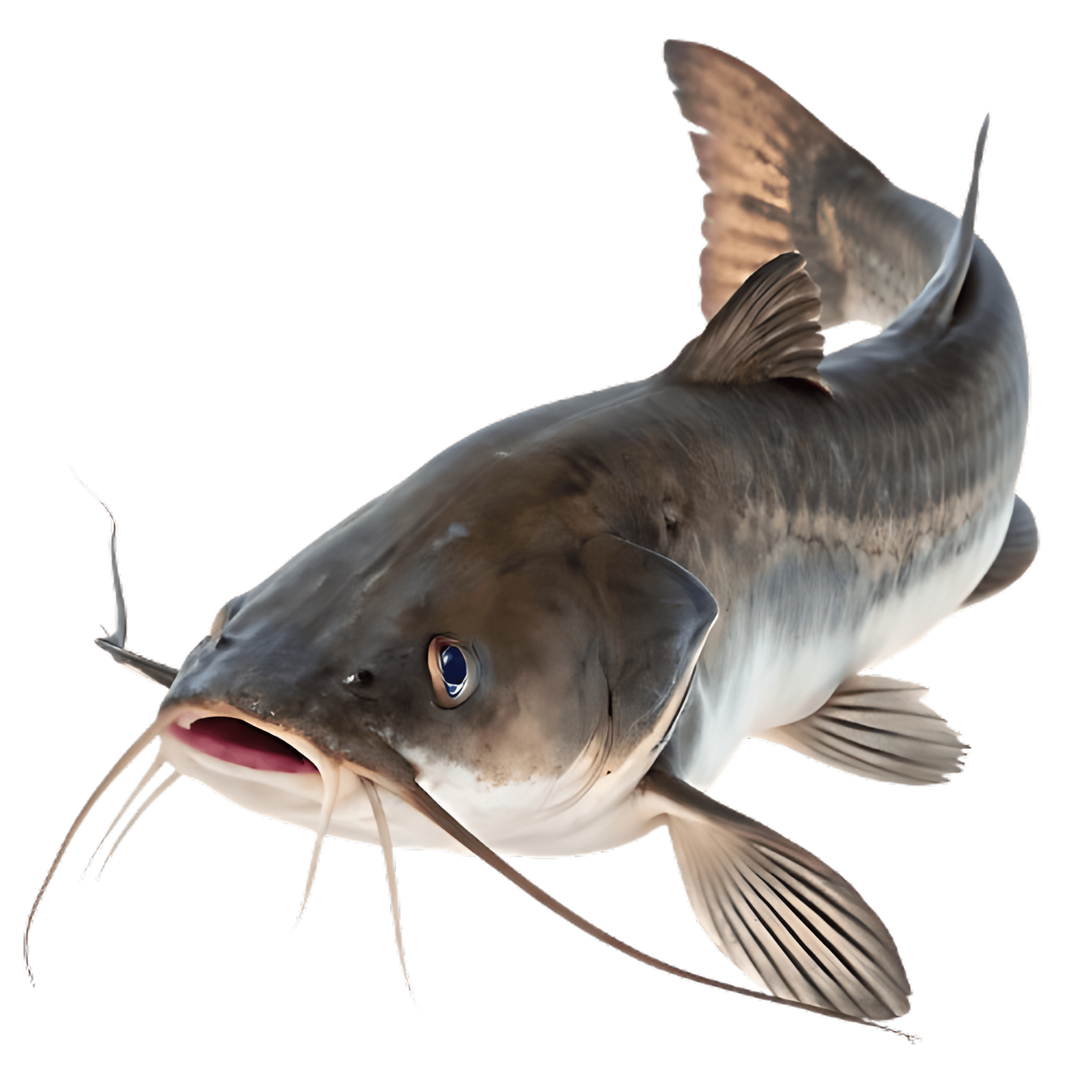 Fish illustration